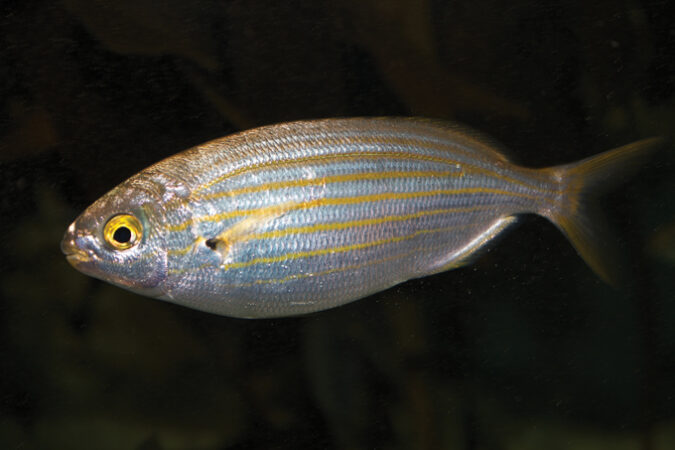 A close up photo of a Sarpa Salpa fish on a black background.