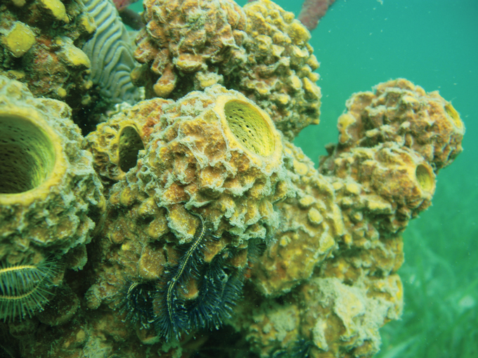 An underwater photo of pitted sponge.