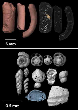 Two images next to each other of virtual reconstructions. The first of fossilized dung, or coprolites, CT-like scans of three samples. The second image of shells found within the coprolites.
