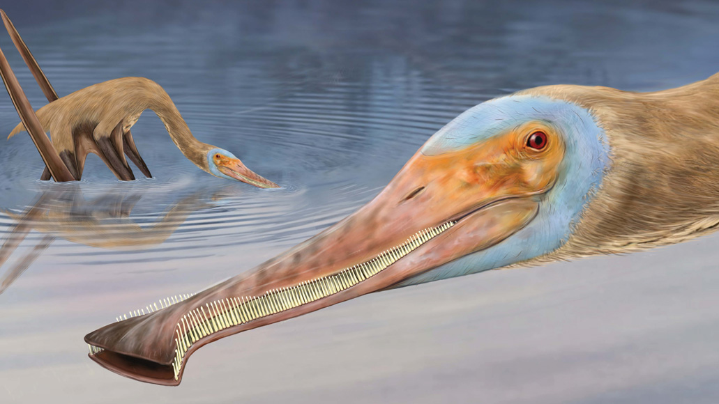 An illustration of a pterosaur's head with a second pterosaur standing in the water behind it.