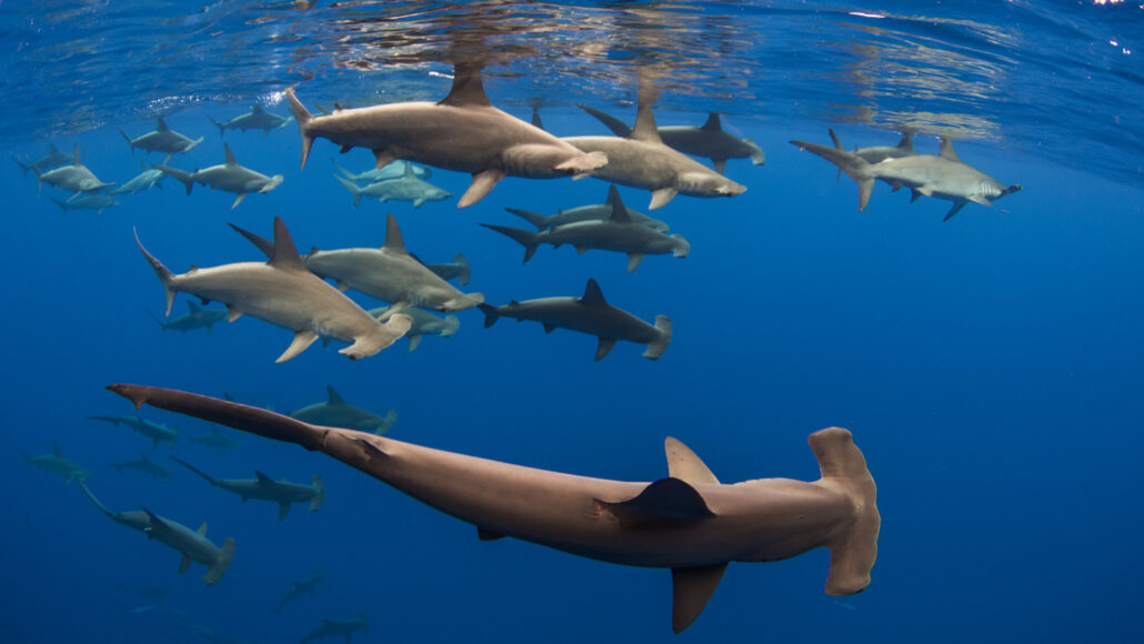 A shiver of scalloped hammerhead sharks swim near the surface, in this underwater photograph. These endotherms may thermoregulate by closing their gills as they go deeper.