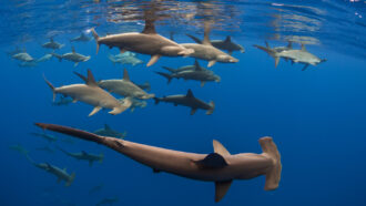 A shiver of scalloped hammerhead sharks swim near the surface, in this underwater photograph. These endotherms may thermoregulate by closing their gills as they go deeper.