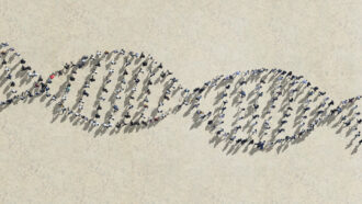Illustration of an overhead view of people walking in lines that form the shape of the human DNA double-helix, to represent a single "pangenome".