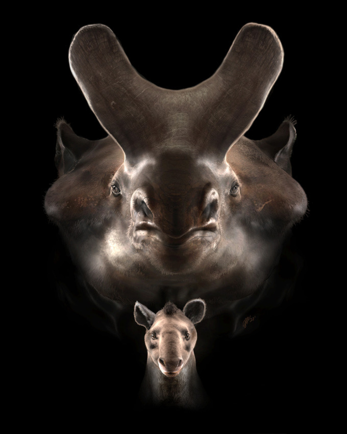portrait of the head of a large brontothere above the head of a small brontothere