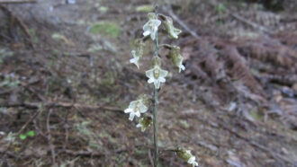 A Cooper's black orchid growing in a forest