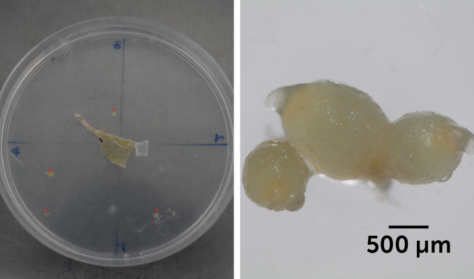 Left: A fungus feeding on an orchid leaf in a petri dish. Right: A closeup of the tiny tubers of the orchid, shown as grayish blobs, with a scale marker indicating measurement in micrometers