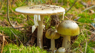 A close up photo of several mushrooms growing closely together in a grassy area.