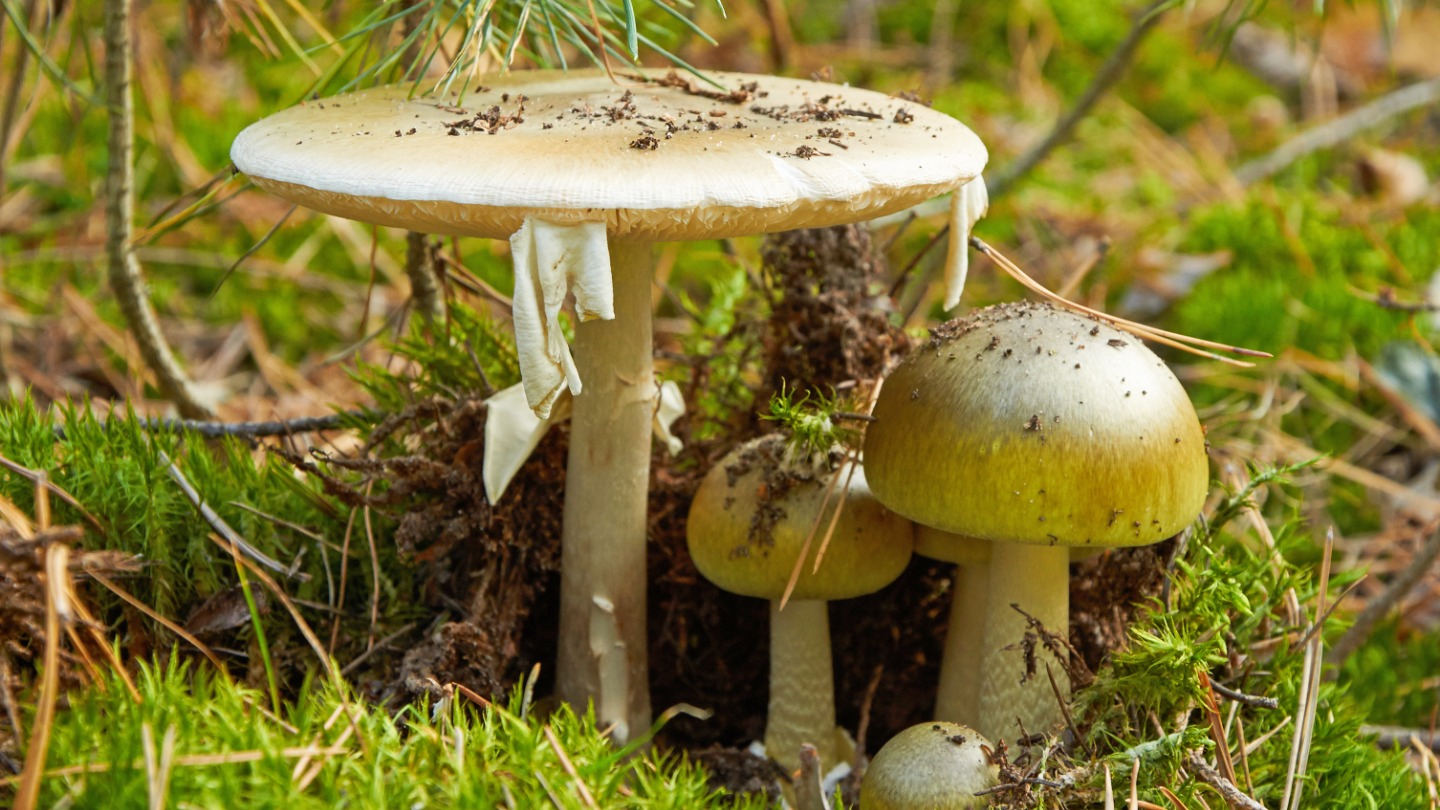 scientists-may-have-found-an-antidote-for-death-cap-mushrooms