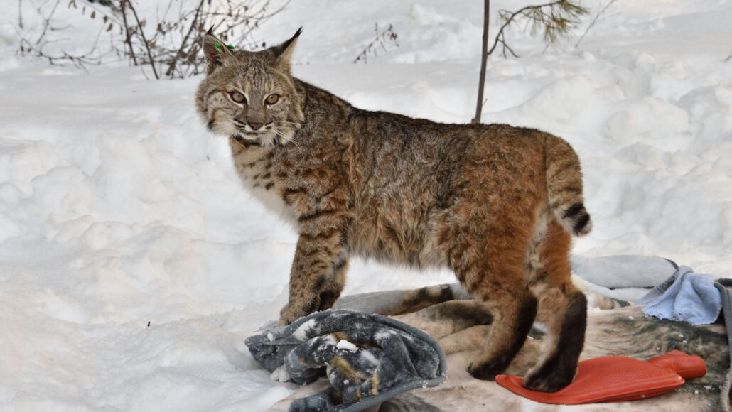 A photo of a bobcat standing in front of a snowy background.