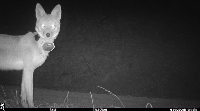 A black and white photo taken at night of a coyote with a radio collar around its neck.