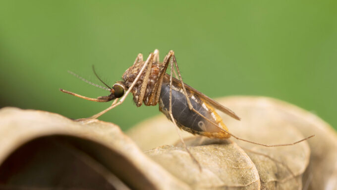 A close up photo of a mosquito resting on a log.