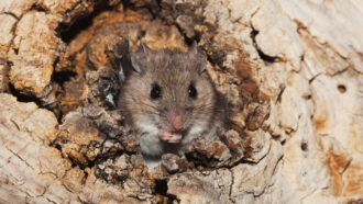 A close up photo of a tiny brown mouse poking the top half of its body out of a hole in a tree.