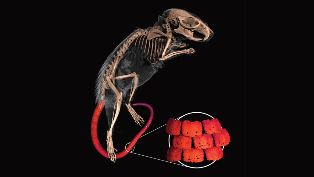 An image of a 3-D reconstruction of a spiny mouse skeleton on a black background. The mouse's tail is shown in red with a close-up of the plates that sit in the rodent's skin.