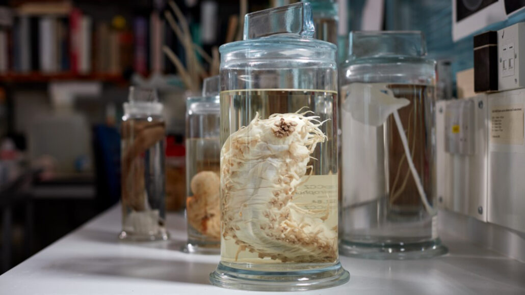 A photo of a clear glass container with a white sea cucumber floating in a clear liquid. Other clear glass containers are sitting on the table behind the sea cucumber with out of focus books on shelves in the background.