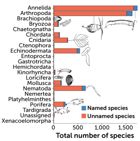 A bar graph showing the number of named and unnamed species found in the Clarion-Clipperton Zone. The number of unnamed species vastly out number the number of named species.