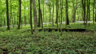A photo of a wooded area with green plants in the foreground and a fallen tree in the middle ground.