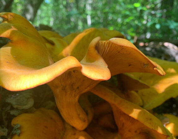 A close up photo of a jack-o’-lantern mushroom.