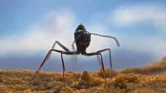 A close up photo of a forager Cataglyphis fortis ant standing on a brown sandy surface.