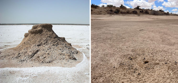 Two images of sandy areas. The image on the left is a sandy anthill in the flat salt pans in Tunisia while the image on the right shows the hole of an anthill buried in the ground with vegetation in the background.