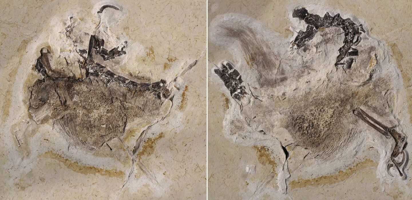 Pictures of a fossilized theropod, Ubirajara jubatus