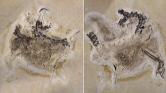 Pictures of a fossilized theropod, Ubirajara jubatus