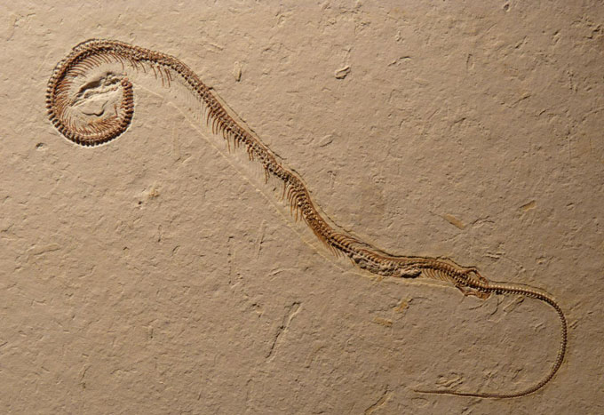 A picture of a fossilized Tetrapodophis amplectus