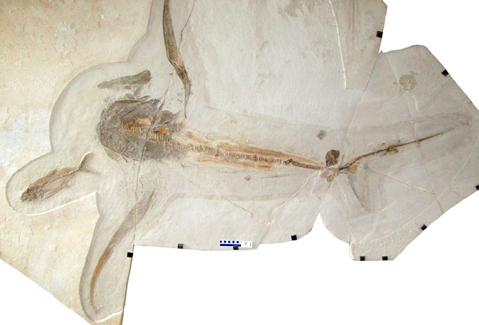 Picture of a shark fossil, Aquilolamna milarcae