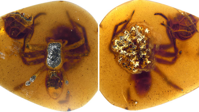 Two pictures (from above and below) of a female spider fossilized with her egg sac in amber from Myanmar