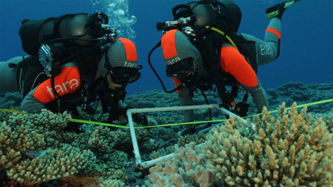 Two scuba divers investigating a coral reef