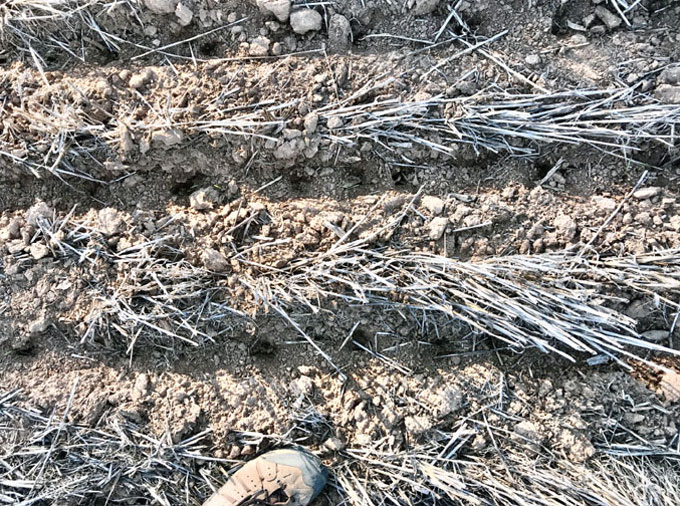 An overhead photo of a series of holes dug into the ground in three rows with vegetation in between the rows.