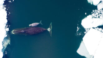 An overhead photo of a black bowhead whale mother with a smaller gray bowhead whale child swimming on the surface of icy water.
