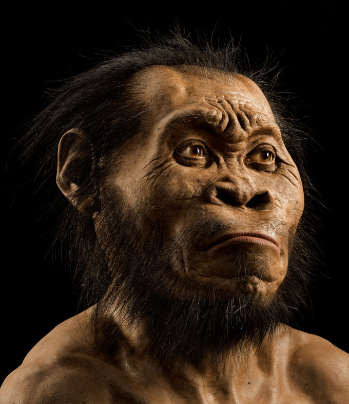 A photo of an artist's reconstruction of a Homo naledi face.