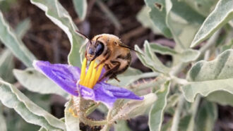 A close up photo of a bee sitting on a purple flower with green leaves and stems in the background.