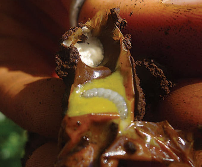 A close up photo of a white bee larva in a yellow substance.