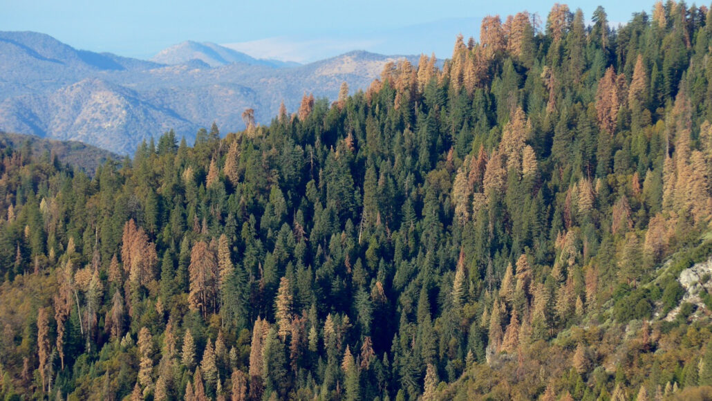 A photo of a conifer forest with mountains in the background and a bright blue sky.