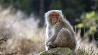 A photo of a male Japanese macaque sitting on a rock with a blurry forest in the background.
