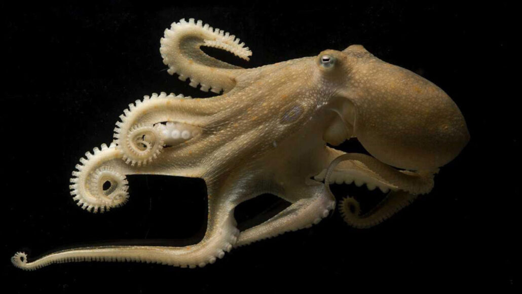 A California two-spot octopus against a black backdrop