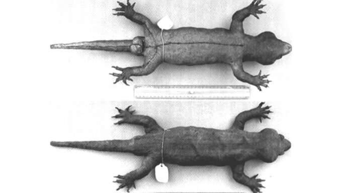 Two black and white photos of a mysterious gecko specimen. The image on top show the underside of the gecko while the bottom image shows the top view of the gecko.