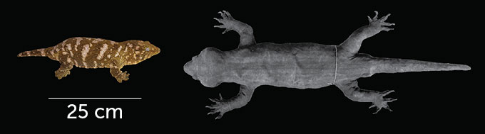 Two images placed next to each other on a black background. On the left is a Rhacodactylus leachianus gecko above a 25cm line while the image on the right is the much larger Gigarcanum delcourti.
