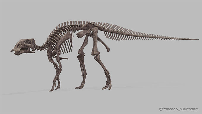 A 3D image of a skeleton reconstruction of a Gonkoken nanoi.