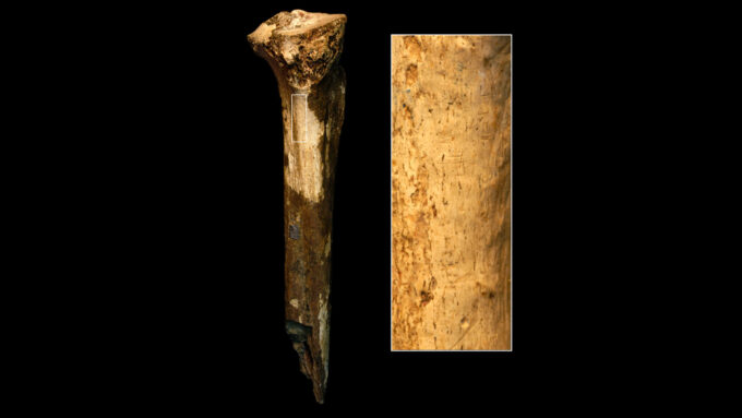 A photo of a hominid leg fossil on a black background with a magnified view of it on the right shows a variety of scratches and gouges.