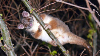 A photo of a ringtail possum sitting on a tree branch looking down at the camera.