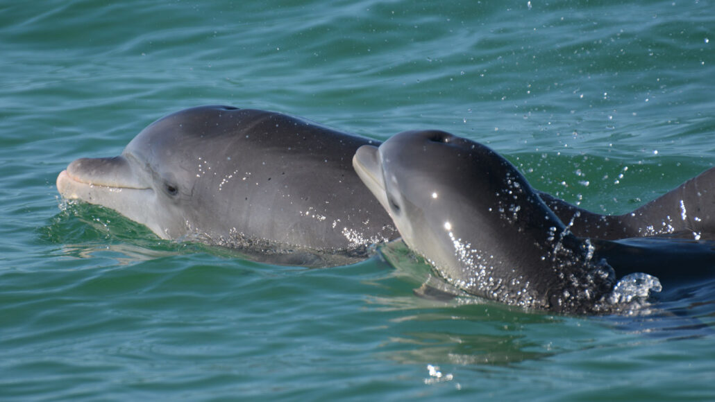 photo of a bottlenose dolphin mom and calf