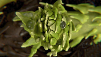 An image of a digital reconstruction of an Asteroxylon mackiei plant.