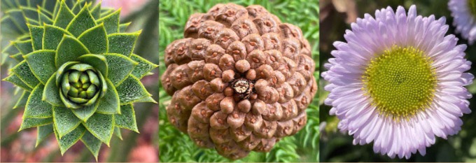 Three photos side by side. The image on the left shows an overhead view of a green succulent, in the middle is an overhead view of a brown pinecone, and the image on the right is of a light purple seaside daisy.