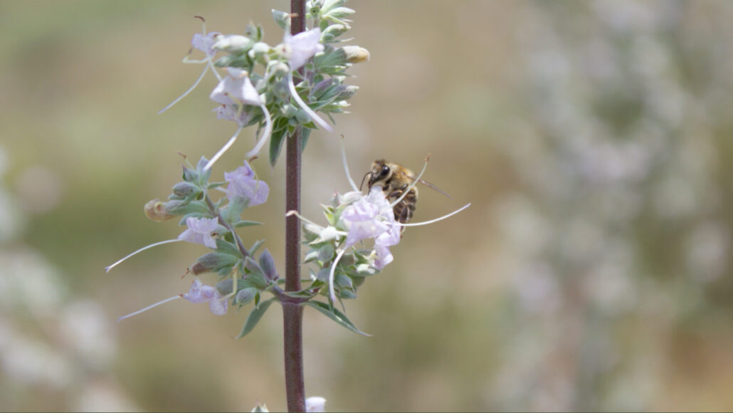 A photo of a honeybee sitting sitting on a white sage plant.