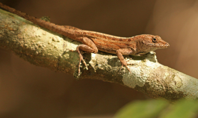 A photo of a brown anole lizard sitting on a tree branch.