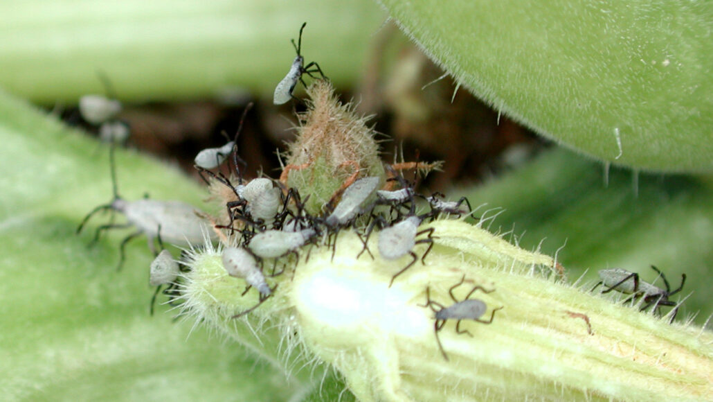 A close up photo of several squash bug nymphs climbing over a green plant.