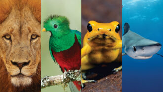 a composite of photos of a lion, a resplendent quetzal, golden poison frog and blue shark (left to right)