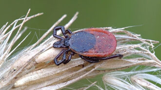 A close up photo of a castor bean tick sitting on dry grass.